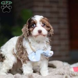 Emmett/Cockapoo									Puppy/Male	/11 Weeks,Introducing an adorable F1 Cockapoo named Emmett! This boy is the definition of sweet and lovable—always ready to greet people with tail wags and snuggles. He has a playful side too, especially when there’s a toy involved or a new spot to explore. With his soft, wavy coat and warm eyes, he knows exactly how to melt hearts. Whether it’s joining in on adventures or curling up for a cozy nap, this little one may just be the perfect little sidekick for your family!