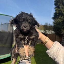 Bichon havanese/Bichon Frise/Female/Sex: Mixed Litter,6 lovely puppies ,5 boys and 1girl Bichon havanese is looking for a new home for a lovely family to love them, they are playing , they have 2 months, for more information and more pictures please don’t hesitate to contact me.