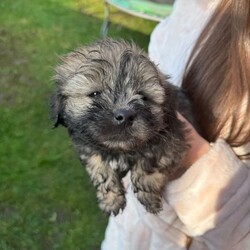 Bichon havanese/Bichon Frise/Female/Sex: Mixed Litter,6 lovely puppies ,5 boys and 1girl Bichon havanese is looking for a new home for a lovely family to love them, they are playing , they have 2 months, for more information and more pictures please don’t hesitate to contact me.