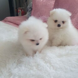 Xxs pomeranian pupies/Pomeranian/Female/Sex: Female,My little princess  give birth  to 2 stunning tedy face xxs pomerian puppies. They are pure breed both mum and dad is our family pets dad is originally Russian. They are very playful double coated very good with small children, wormd and fleece. 