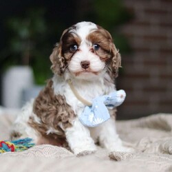Emmett/Cockapoo									Puppy/Male	/11 Weeks,Introducing an adorable F1 Cockapoo named Emmett! This boy is the definition of sweet and lovable—always ready to greet people with tail wags and snuggles. He has a playful side too, especially when there’s a toy involved or a new spot to explore. With his soft, wavy coat and warm eyes, he knows exactly how to melt hearts. Whether it’s joining in on adventures or curling up for a cozy nap, this little one may just be the perfect little sidekick for your family!