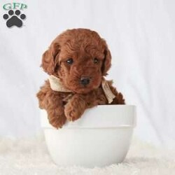 Maverick/Toy Poodle									Puppy/Male	/February 8th, 2026,Meet Maverick! An adorable Easter puppy! Pictures are cute, but they don’t do justice! He is a playful cuddly ball of fur with a gorgeous deep red coat. He has a fun loving personality that makes him a very playful puppy. He is being well taken care of in our house till he can find his new family. His mom is around 9 pounds, and his dad 5 pounds. He will come to you fully vaccinated and dewormed. He will also be microchipped! I send a bag of puppy food he’s currently on as well as a folder of papers along home with you. I aim to make the adoption process as smooth as possible for you, and if you have any questions don’t hesitate to reach out to me!