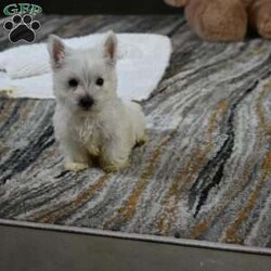 Willis/West Highland Terrier									Puppy/Male	/24 Weeks,Willis is a Pure bred West Highland White Terrior. He is being raised is a Loving Christain Country home. Willis is up to date on all vaccines wormings etc, Shipping is available. You are more than welcome to pick up at our house feel free to call or text us any time