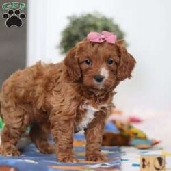 Brielle/Cavapoo									Puppy/Female	/6 Weeks,Meet Brielle—your soon-to-be best friend! This darling Cavapoo puppy is full of sweetness, charm, and a whole lot of love. With her soft, fluffy coat, bright curious eyes, and irresistible little face, she’s sure to capture your heart instantly. Brielle adores attention and spends her days happily playing, exploring, and snuggling up for cozy naps. Her affectionate, cheerful personality makes her the perfect companion, and she’ll gladly follow you wherever you go, always ready to share love and cuddles. If you’re searching for a loyal, playful pup to fill your home with joy, Brielle could be the perfect match!