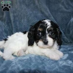 Abby/Cavapoo									Puppy/Female	/7 Weeks,Say hello to this adorable Cavapoo puppy! The mother’s name is Willow and the father’s name is Ace. Each puppy comes up to date on shots and dewormer, and is also vet checked. They also each come with a 30-day health guarantee. To learn more about our puppies, contact us today!