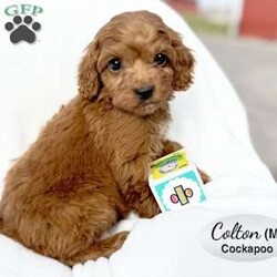 Colton/Cockapoo									Puppy/Male	/10 Weeks,Colton is an adorable red male Cockapoo puppy, born on Jan 27, 2026. Dam is a Cocker Spaniel, Kelly and Sire is Russell, a Miniature Poodle.