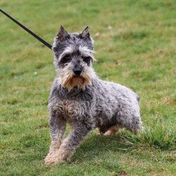 Dylan/Miniature Schnauzer									Puppy/Male	/10 Weeks,Meet Dylan—the little AKC Miniature Schnauzer with a big personality and an even bigger heart! This handsome Schnauzer is full of charm, from his expressive eyes to that classic look everyone loves.