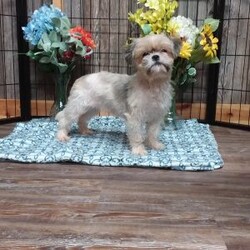 Bruiser/Shih Tzu									Puppy/Male	/10 Weeks,Meet Bruiser! This adorable Shih Tzu puppy is vet checked & up to date on shots & wormer. He can be registered with the ACA, plus comes with a health guarantee provided by the breeder! Bruiser is well socialized & currently being family raised with children, making him a perfect addition to your family home!