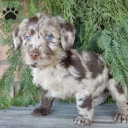 Chase/Labradoodle									Puppy/Male	/8 Weeks,Hi! I’m the dazzling, chocolate merle F1B medium labradoodle you’ve been looking for!! I’m all excited for adventures, swimming, running, hiking, and playing in the yard! But I also love lazy days with lots of cuddling! My warm, loving puppy eyes and soft curly coat will melt your heart!! Prepare to fall in love! I am loved and cared for by a small family, but I think your home seems right for me! You are welcome to come meet me and take me home or I am willing to travel to your home by delivery.