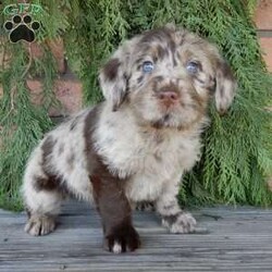 Chase/Labradoodle									Puppy/Male	/8 Weeks,Hi! I’m the dazzling, chocolate merle F1B medium labradoodle you’ve been looking for!! I’m all excited for adventures, swimming, running, hiking, and playing in the yard! But I also love lazy days with lots of cuddling! My warm, loving puppy eyes and soft curly coat will melt your heart!! Prepare to fall in love! I am loved and cared for by a small family, but I think your home seems right for me! You are welcome to come meet me and take me home or I am willing to travel to your home by delivery.