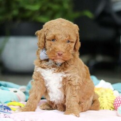 Benny/Mini Goldendoodle									Puppy/Male	/6 Weeks