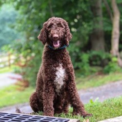 Benny/Mini Goldendoodle									Puppy/Male	/6 Weeks,Introducing Benny, an adorable Mini Goldendoodle puppy—full of personality and ready to melt your heart! He’s the perfect blend of the Golden Retriever’s gentle nature and the Poodle’s intelligence. Goldendoodles are well known for their affectionate, loyal, and playful spirit, making them wonderful companions for families or individuals alike. Whether it’s romping in the yard, going for a walk, or curling up for a nap, he’ll be happiest just being by your side. These pups are also quick learners who thrive on love, attention, and plenty of interaction!