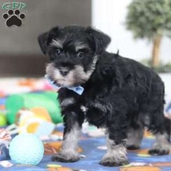 Dylan/Miniature Schnauzer									Puppy/Male	/10 Weeks,Meet Dylan—the little AKC Miniature Schnauzer with a big personality and an even bigger heart! This handsome Schnauzer is full of charm, from his expressive eyes to that classic look everyone loves.