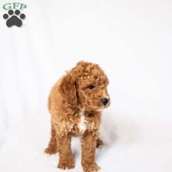 Daffodil/Miniature Poodle									Puppy/Male	/February 3rd, 2026,Meet Daffodil and AKC registered mini poodle. Spring is a wonderful time to add a fluffy little friend to your family. Daffodil is a calm cuddly puppy. He is microchipped, up to date on wormer, flea and tick control. Vaccinated and checked by our veterinarian. He is also family raised in our home. Your new puppy comes with a leash, collar, and a starter baggie of puppy food. Call us today to take home your new best friend.