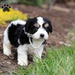 Queen/Cavachon									Puppy/Female	/6 Weeks,Say hello to Queen, our sweet little Cavachon girl! She’s got the softest coat and the most loving personality. Cavachons are a mix between a Cavalier King Charles Spaniel and a Bichon Frise, and they’re known for being super affectionate, gentle, and great with just about everyone.