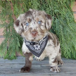 Chase/Labradoodle									Puppy/Male	/8 Weeks