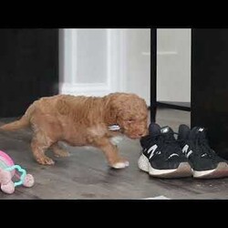 Benny/Mini Goldendoodle									Puppy/Male	/6 Weeks,Introducing Benny, an adorable Mini Goldendoodle puppy—full of personality and ready to melt your heart! He’s the perfect blend of the Golden Retriever’s gentle nature and the Poodle’s intelligence. Goldendoodles are well known for their affectionate, loyal, and playful spirit, making them wonderful companions for families or individuals alike. Whether it’s romping in the yard, going for a walk, or curling up for a nap, he’ll be happiest just being by your side. These pups are also quick learners who thrive on love, attention, and plenty of interaction!