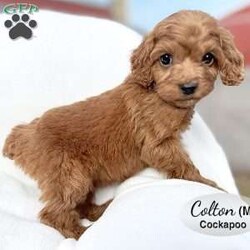 Colton/Cockapoo									Puppy/Male	/10 Weeks,Colton is an adorable red male Cockapoo puppy, born on Jan 27, 2026. Dam is a Cocker Spaniel, Kelly and Sire is Russell, a Miniature Poodle.