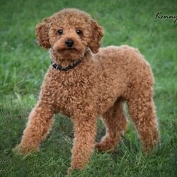 Kassie/Miniature Poodle									Puppy/Female	/9 Weeks,We are eager to introduce Kenny and Kiera’s new litter of purebred Mini Red Poodle Puppies! These adorable red pups were born on February 2, 2026. They love playing with our children and they love attention! Its so much fun to watch them run and play in the grass! They are all very well socialized! Dad Kenny is our handsome 10 pound Red Poodle.  Mom Kiera weighs 13 pounds. Both parents have been very healthy all their lives and are friendly dogs. These purebred puppies can be ACA registered. We expect these pups will be 10-15 pounds as adults. Our puppies eat Nutri-Source Puppy food, a high quality puppy food that can be bough on Amazon. These puppies are fully vaccinated and dewormed. They come with a health certificate, vaccination records, a small bag of Nutri-Source Puppy food, and a blanket with mom and littermate’s scent on it. Please call us with any questions about this litter, if we don’t answer, please leave a message and we’ll call you right back. Visits to meet the puppies are by appointment only. 