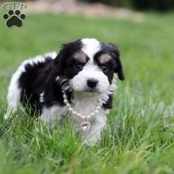 Queen/Cavachon									Puppy/Female	/6 Weeks,Say hello to Queen, our sweet little Cavachon girl! She’s got the softest coat and the most loving personality. Cavachons are a mix between a Cavalier King Charles Spaniel and a Bichon Frise, and they’re known for being super affectionate, gentle, and great with just about everyone.