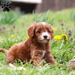 Mickey/Cavapoo									Puppy/Male	/7 Weeks,Introducing Mickey, a sweet little Cavapoo who is as lovable as they come! This darling boy is always ready to greet everyone with happy tail wags and cozy snuggles. He has a playful side too—especially when there’s a toy to chase or a new place to explore. With his soft, wavy coat and warm, expressive eyes, Mickey has a way of melting hearts wherever he goes. Whether he’s tagging along on little adventures or curling up for a peaceful nap, he’s the perfect tiny companion to bring love and joy into your home.