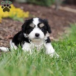 Queen/Cavachon									Puppy/Female	/6 Weeks,Say hello to Queen, our sweet little Cavachon girl! She’s got the softest coat and the most loving personality. Cavachons are a mix between a Cavalier King Charles Spaniel and a Bichon Frise, and they’re known for being super affectionate, gentle, and great with just about everyone.