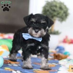 Dylan/Miniature Schnauzer									Puppy/Male	/10 Weeks,Meet Dylan—the little AKC Miniature Schnauzer with a big personality and an even bigger heart! This handsome Schnauzer is full of charm, from his expressive eyes to that classic look everyone loves.