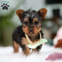 Trevor/Yorkie									Puppy/Male	/10 Weeks,Meet Trevor, the most darling little ACA Yorkshire Terrier you’ll ever encounter! With his soft, black & tan coat and twinkling eyes, she’s a picture of pure charm. He boasts a spunky yet sweet personality, he loves cozy snuggles as much as he does active play sessions. Yorkies are often described as loyal, intelligent and feisty dogs; despite their tiny size, they have big personalities and tend to steal the spotlight with their confident demeanor. He is the perfect blend of affection and sass, making his an irresistible companion for anyone lucky enough to welcome his into their home!