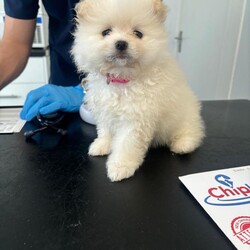  Pomeranian puppies  pure pedigree xsn/Pomeranian/Female/Sex: Mixed Litter,Ready now Pomeranian puppies born 11  February    Ready for new  homes 8 April ; Well  are beautiful girl Tilly as been a fantastic mother as this is her first litter  of 5 pure pedigree puppy’s Tilly is a 5 generation small Pomeranian pedigree with a fantastic temperament,very  loyal loving: dad is a kennel club registered 1;8kg Pomeranian pedigree stud from of liberty perfect  poms this countries finest   puppies come with first vaccinations microchip fleaded and wormed from 2 week till ready to leave for  forever homes  come with food and puppy dish  puppies pad for training blanket with mother sent toys and collar full pack health check from vets lots of love from us as had 24 hour care raised in house with household noise, family and other pets looking for loyal, loving family homesfor hour baby’s can call for more info and up dates * or message deposit 250 nonrefundable all viewings welcome  wanting for forever   male and female puppies each of their own personalities all loving cuddles, very  calm and extremely fluffy coats already   Puppies are all pure white double fluffy coats? Ready now 