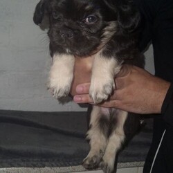 Fluffy French Bulldogs Carrying Pink And Testable /French Bulldog/Female/Sex: Female,We are thrilled to offer a spectacular litter of KC Registered Fluffy French Bulldogs. These puppies are the perfect combination of health, structure, and world-class DNA. Raised in the heart of our home, they are well-socialized, confident, and ready for their new adventures.