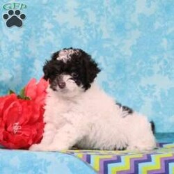 Almond Joy/Toy Poodle									Puppy/Male	/9 Weeks,Fudge, our little chocolate daddy weighs in at 7 lb. He is so adorable, always watchful, ready and waiting for playtime. He is so smart, he will miss nothing. Rosa, our mommy weighs in at 12 lbs. She is such a jewel — very smart and fun loving; and always ready for some play. These little ones are well socialized, playful and loving, just waiting to give you lots of joy! They are up to date on their vaccinations and dewormings and have been vet checked. Feel free to call with questions, or to set up a time to come visit them. Thanks,
