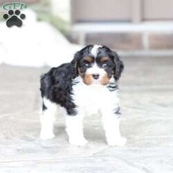 Navy/Cavapoo									Puppy/Female	/February 15th, 2026,Navy the Cavapoo, call, text or email to schedule a meet, she will grow to around 15 pounds with a beautiful non shed coat