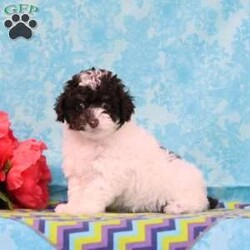 Almond Joy/Toy Poodle									Puppy/Male	/9 Weeks,Fudge, our little chocolate daddy weighs in at 7 lb. He is so adorable, always watchful, ready and waiting for playtime. He is so smart, he will miss nothing. Rosa, our mommy weighs in at 12 lbs. She is such a jewel — very smart and fun loving; and always ready for some play. These little ones are well socialized, playful and loving, just waiting to give you lots of joy! They are up to date on their vaccinations and dewormings and have been vet checked. Feel free to call with questions, or to set up a time to come visit them. Thanks,
