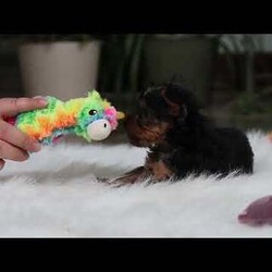 Trevor/Yorkie									Puppy/Male	/10 Weeks,Meet Trevor, the most darling little ACA Yorkshire Terrier you’ll ever encounter! With his soft, black & tan coat and twinkling eyes, she’s a picture of pure charm. He boasts a spunky yet sweet personality, he loves cozy snuggles as much as he does active play sessions. Yorkies are often described as loyal, intelligent and feisty dogs; despite their tiny size, they have big personalities and tend to steal the spotlight with their confident demeanor. He is the perfect blend of affection and sass, making his an irresistible companion for anyone lucky enough to welcome his into their home!