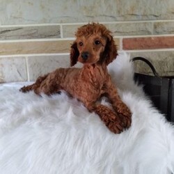 River/Bich-Poo									Puppy/Male	/9 Weeks,Meet River! An adorable Bichpoo puppy! He loves cuddles and all the attention! And is up to date on vaccines, and deworming. He has had a vet check done to make sure he’s in good health. For more information call or text Mary Sue. A $200 deposit will reseve him and is nonrefundable. We have shipping options available at an additional cost. 