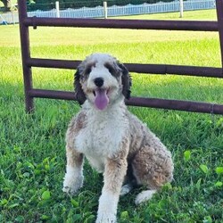 Jake/Mini Bernedoodle									Puppy/Male	/9 Weeks,Jake is a lovable and fun Miniature Bernedoodle puppy who will be the sweetest addition to his forever family! This precious boy is friendly, well socialized, and family raised. He comes home with a 30 day health guarantee as well as an extended genetic health guarantee, both provided by the breeder. Jake has been seen by a vet and is up to date on shots and de-wormer. This cutie-pie is ready to meet you!
