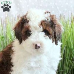 Jake/Mini Bernedoodle									Puppy/Male	/9 Weeks,Jake is a lovable and fun Miniature Bernedoodle puppy who will be the sweetest addition to his forever family! This precious boy is friendly, well socialized, and family raised. He comes home with a 30 day health guarantee as well as an extended genetic health guarantee, both provided by the breeder. Jake has been seen by a vet and is up to date on shots and de-wormer. This cutie-pie is ready to meet you!