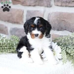 Navy/Cavapoo									Puppy/Female	/February 15th, 2026,Navy the Cavapoo, call, text or email to schedule a meet, she will grow to around 15 pounds with a beautiful non shed coat