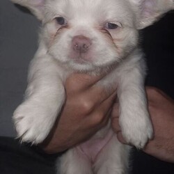 Fluffy French Bulldogs Carrying Pink And Testable /French Bulldog/Female/Sex: Female,We are thrilled to offer a spectacular litter of KC Registered Fluffy French Bulldogs. These puppies are the perfect combination of health, structure, and world-class DNA. Raised in the heart of our home, they are well-socialized, confident, and ready for their new adventures.