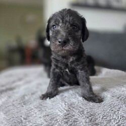KC Reg Bedlington Terriers *reduced*/Bedlington Terrier/Female/Sex: Mixed Litter,*REDUCED *  KC Registered Bedlington Terrier Puppies – All Blue