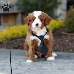 Bruno/Cavapoo									Puppy/Male	/8 Weeks,Meet Bruno! This sweet Cavapoo puppy is more than just adorable! he’s full of personality, energy, and unconditional love. Always playful and curious, he loves exploring new places, chasing toys, and discovering the world around him. At the end of the day, he’s happiest snuggling up for a cozy cuddle, ready to melt your heart with his gentle nature. He is the perfect mix of fun and affection, making him a wonderful companion for families, singles, or anyone looking for a loyal loving friend.
