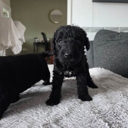 KC Reg Bedlington Terriers *reduced*/Bedlington Terrier/Female/Sex: Mixed Litter,*REDUCED *  KC Registered Bedlington Terrier Puppies – All Blue