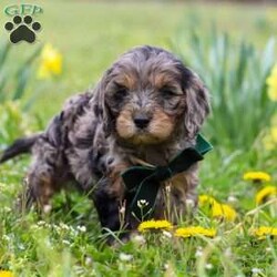Gabriel/Cavapoo									Puppy/Male	/7 Weeks,Introducing a sweet little Cavapoo named Gabriel! This boy is the definition of cute and lovable—always ready to greet people with tail wags and snuggles. He has a playful side too, especially when there’s a toy involved or a new spot to explore. With his soft, wavy coat and warm eyes, he knows exactly how to melt hearts. Whether it’s joining in on adventures or curling up for a cozy nap, this little one is the perfect little sidekick for your family!