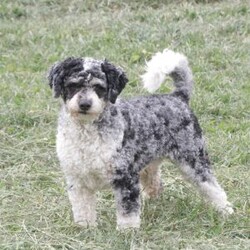 Reese/Cavapoo									Puppy/Female	/February 22nd, 2026,Reese is a sweetheart raised with the kind of love and care that a puppy needs for a great start in life! She also enjoys special diet for optimal health. Call, text or email to schedule your meet with this sweet girl! (we also offer facetime meetings)