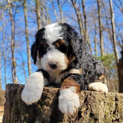 Everest/Mini Bernedoodle									Puppy/Male	/6 Weeks