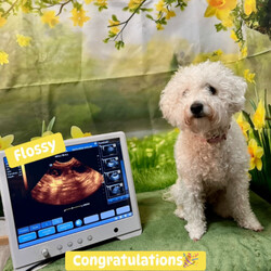 Cavapoochon Puppies/Cavapoochon/Female/Sex: Mixed Litter,Adorable Cavapoochon puppies Looking for Loving forever Homes