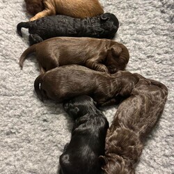 Adopt a dog:4 BEAUTIFUL COCKAPOO PUPPIES  /Cockapoo/Female/Sex: Female,Beautiful Cockapoo puppies looking for their loving forever homes only