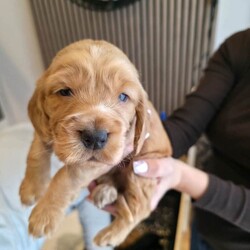 Cocker spaniel pups/Cocker Spaniel/Female/Sex: Mixed Litter,Got a litter of 5 stunning cocker spaniel pups, mam and dad are my pets.