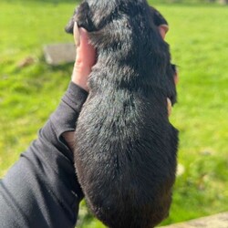 Adopt a dog:Sproodles/Sproodle/Female/Sex: Mixed Litter,6 beautiful pups 4 girls 2 boys .Raised as part of family home well socialised with kids.will be wormed fleed micochip.will come with a puppy pack.Mother can be seen dad was a stud dog.