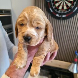 Cocker spaniel pups/Cocker Spaniel/Female/Sex: Mixed Litter,Got a litter of 5 stunning cocker spaniel pups, mam and dad are my pets.